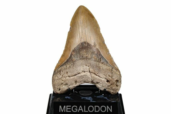 5.36" Fossil Megalodon Tooth - North Carolina